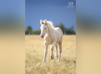Tinker, Hengst, Fohlen (01/2026), Cremello