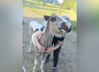 Tinker, Hengst, Fohlen (04/2026)