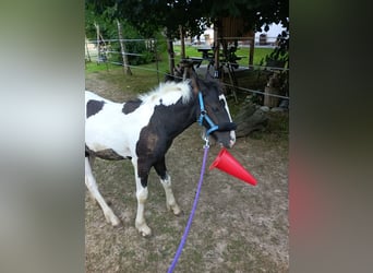 Tinker, Hengst, Fohlen (04/2026)
