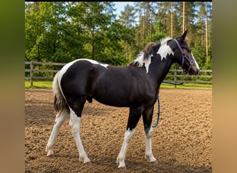 Tinker, Hengst, Fohlen (04/2026)