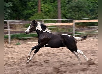 Tinker, Hengst, Fohlen (04/2026)