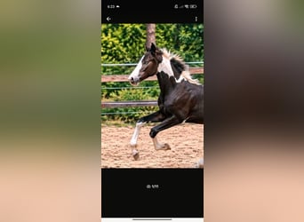 Tinker, Hengst, Fohlen (04/2026)