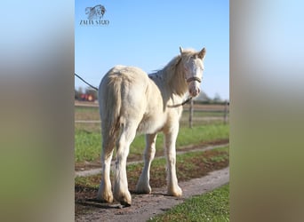 Tinker, Hengst, Fohlen (03/2025), Perlino