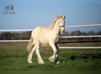 Tinker, Hengst, Fohlen (03/2025), Perlino