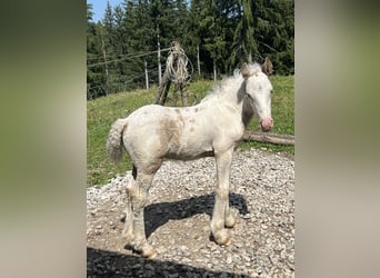 Tinker, Hengst, Fohlen (07/2025), Schecke