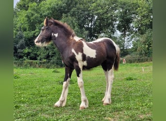 Tinker, Hengst, Fohlen (04/2024), Schecke