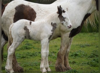 Tinker, Hengst, Fohlen (01/2026)