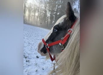 Tinker, Hengst, 10 Jaar, 147 cm, Gevlekt-paard