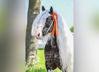 Tinker, Hengst, 10 Jaar, 147 cm, Gevlekt-paard