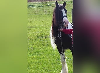 Tinker, Hengst, 7 Jaar, 145 cm, Gevlekt-paard