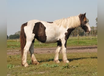 Tinker, Hengst, 1 Jahr, 150 cm, Schecke