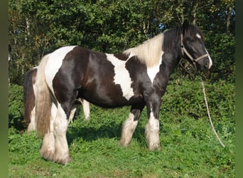 Tinker, Hengst, 1 Jahr, 150 cm, Schecke