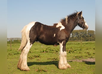 Tinker, Hengst, 1 Jahr, 150 cm, Schecke