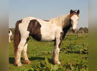 Tinker, Hengst, 1 Jahr, 150 cm, Schecke