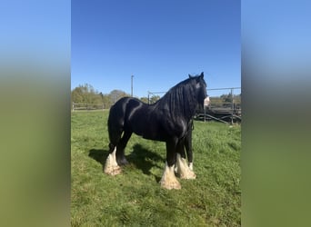 Tinker, Hengst, 18 Jahre, 142 cm, Rappe