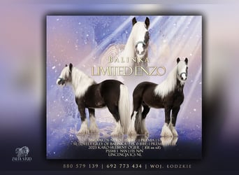 Tinker, Hengst, 3 Jahre, 153 cm, Rappe