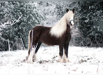 Tinker, Hengst, 3 Jahre, 153 cm, Rappe