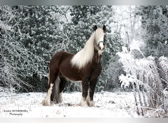 Tinker, Hengst, 3 Jahre, 153 cm, Rappe