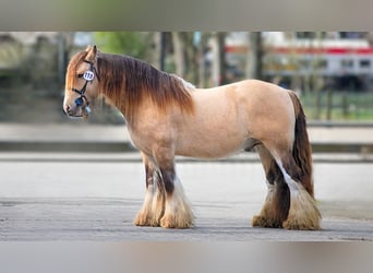 Tinker, Hengst, 5 Jahre, 150 cm