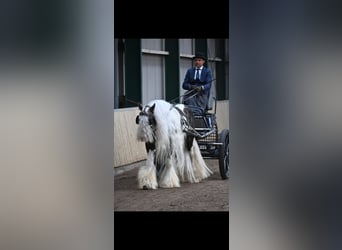 Tinker, Hengst, 10 Jahre, 147 cm, Schecke