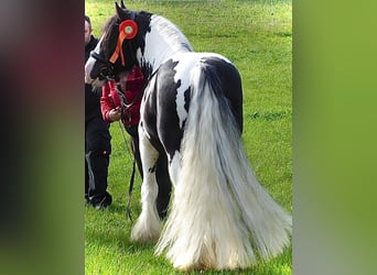 Tinker, Hengst, 6 Jahre, 141 cm, Schecke