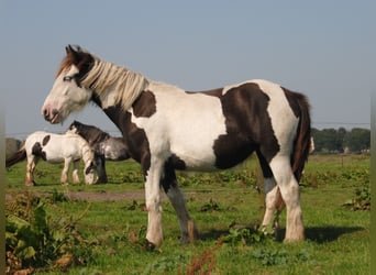 Tinker, Hengst, 1 Jahr, 150 cm, Schecke