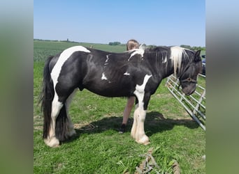 Tinker, Hengst, 2 Jahre, 140 cm, Schecke