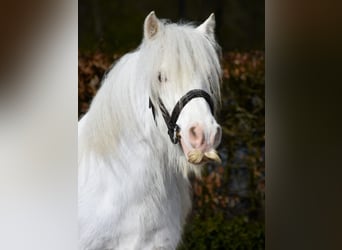 Tinker, Hengst, 4 Jaar, 150 cm