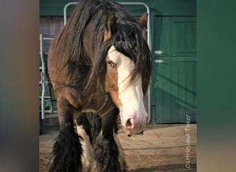 Tinker, Hengst, 11 Jahre, 148 cm, Tigerschecke