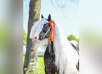 Tinker, Hengst, 7 Jahre, 148 cm, Tobiano-alle-Farben