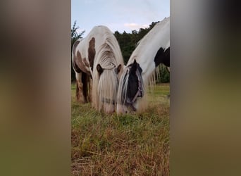 Tinker, Hengst, 7 Jahre, 148 cm, Tobiano-alle-Farben