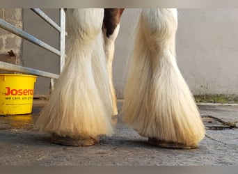 Tinker, Hengst, 7 Jaar, 148 cm, Tobiano-alle-kleuren