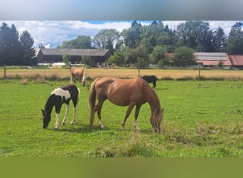 Tinker Mix, Hengst, Veulen (06/2025), 115 cm, Gevlekt-paard