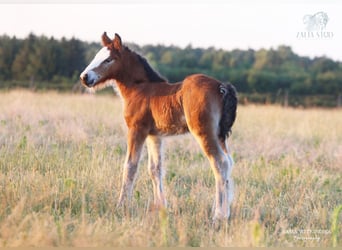 Tinker, Hengst, Veulen (06/2026), 135 cm, Bruin