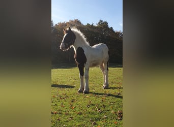 Tinker, Hengst, veulen (05/2024), 140 cm, Gevlekt-paard