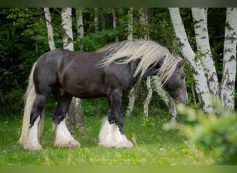 Tinker, Hengst, veulen (05/2023), 142 cm