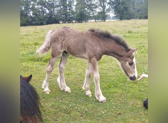 Tinker, Hengst, Fohlen (05/2024), 148 cm, Rappe