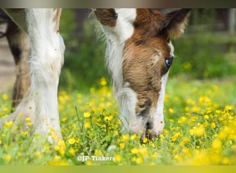 Tinker, Hengst, Fohlen (04/2024), 150 cm, Tobiano-alle-Farben