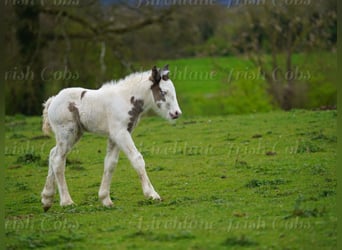Tinker, Hengst, Veulen (01/2026)