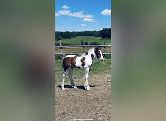 Tinker, Hengst, , Gevlekt-paard