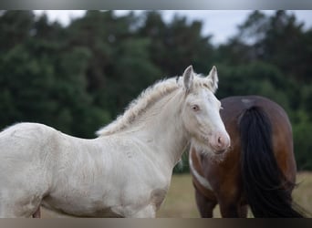 Tinker, Hengst, Veulen (05/2025), Pearl