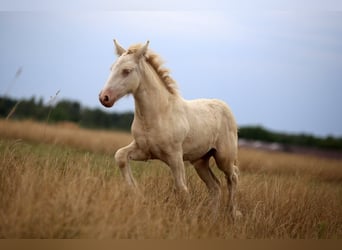 Tinker, Hengst, veulen (05/2024), Perlino