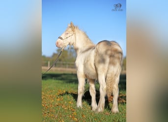 Tinker, Hengst, Veulen (03/2025), Perlino