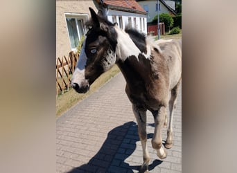 Tinker, Hengst, Veulen (04/2026)