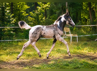Tinker, Hengst, Veulen (04/2026)