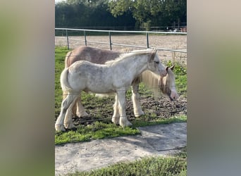 Tinker, Hengst, veulen (05/2023), Sabino