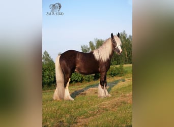 Tinker, Hengst, 3 Jaar, 153 cm, Zwart