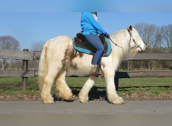Tinker, Hongre, 10 Ans, 132 cm, Pinto