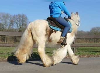 Tinker, Hongre, 10 Ans, 132 cm, Pinto