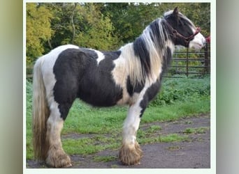 Tinker, Hongre, 10 Ans, 135 cm, Pinto